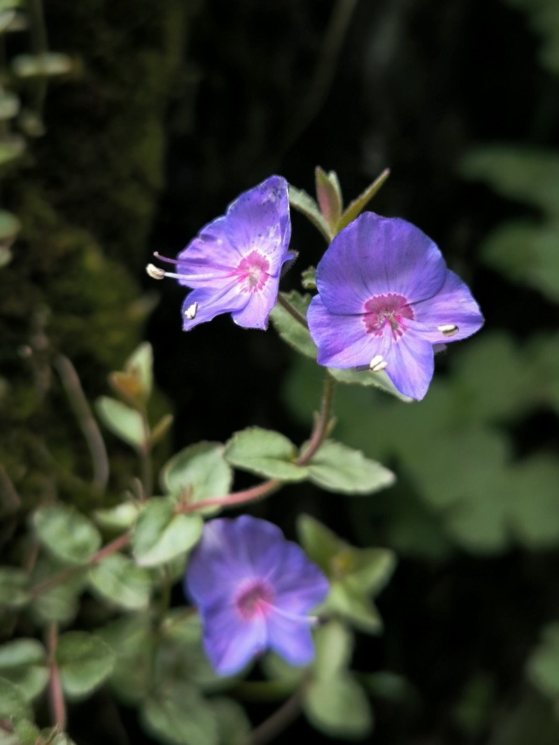 Veronica daghestanica photo 7