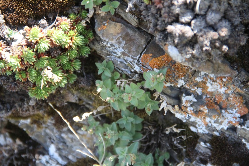 Veronica daghestanica photo 8