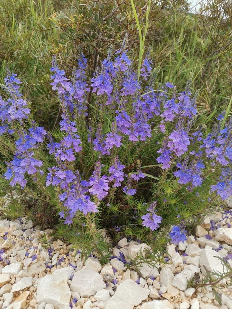 Veronica dalmatica