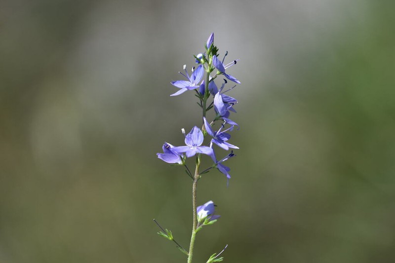 Veronica dalmatica photo 2