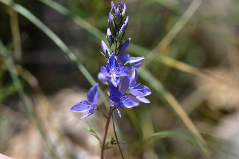 Veronica dalmatica photo 3