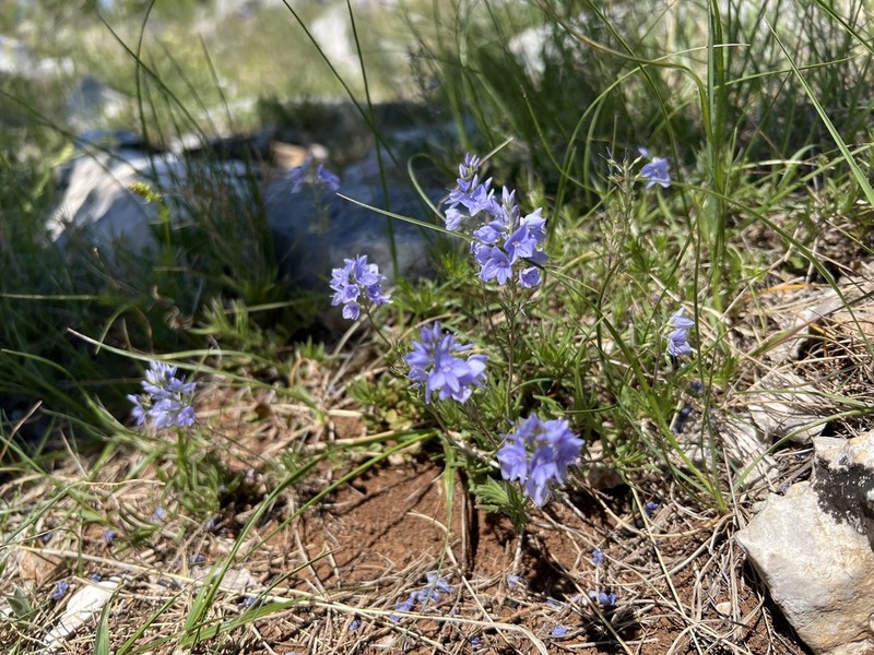Veronica dalmatica photo 4