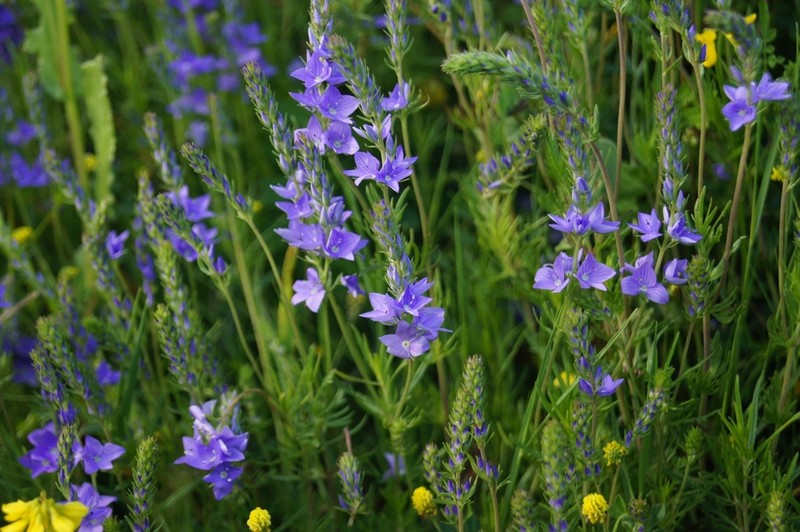 Veronica dalmatica photo 5