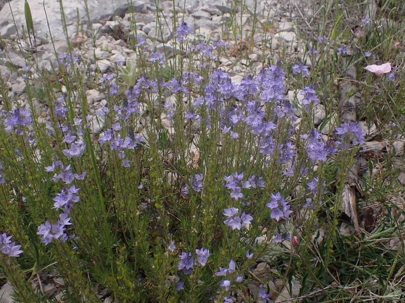 Veronica dalmatica photo 6