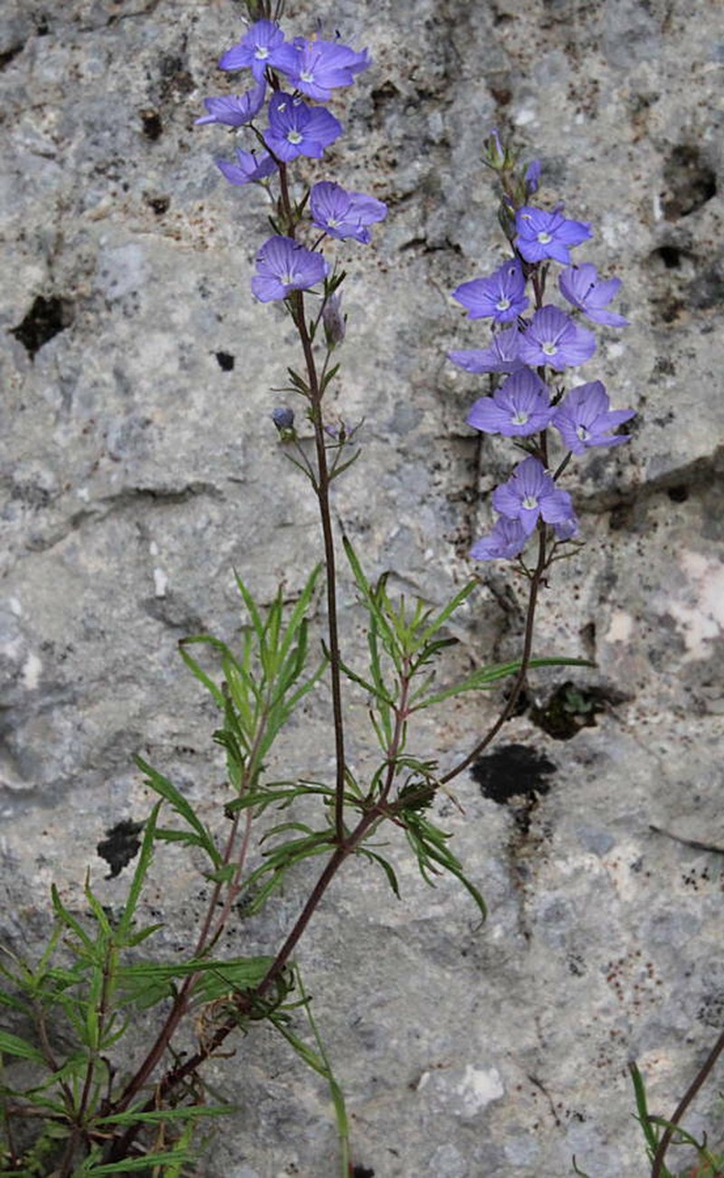 Veronica dalmatica photo 7