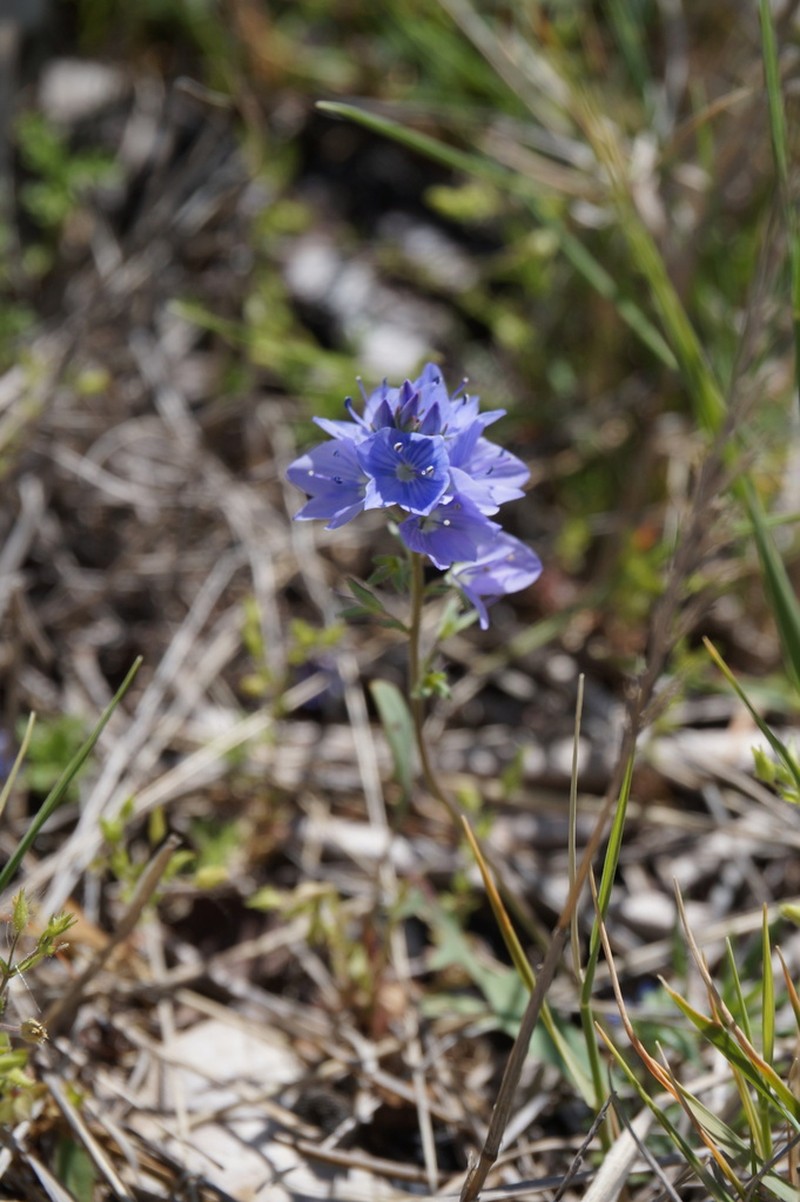 Veronica dalmatica photo 8