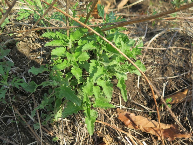 Heartleaf Speedwell