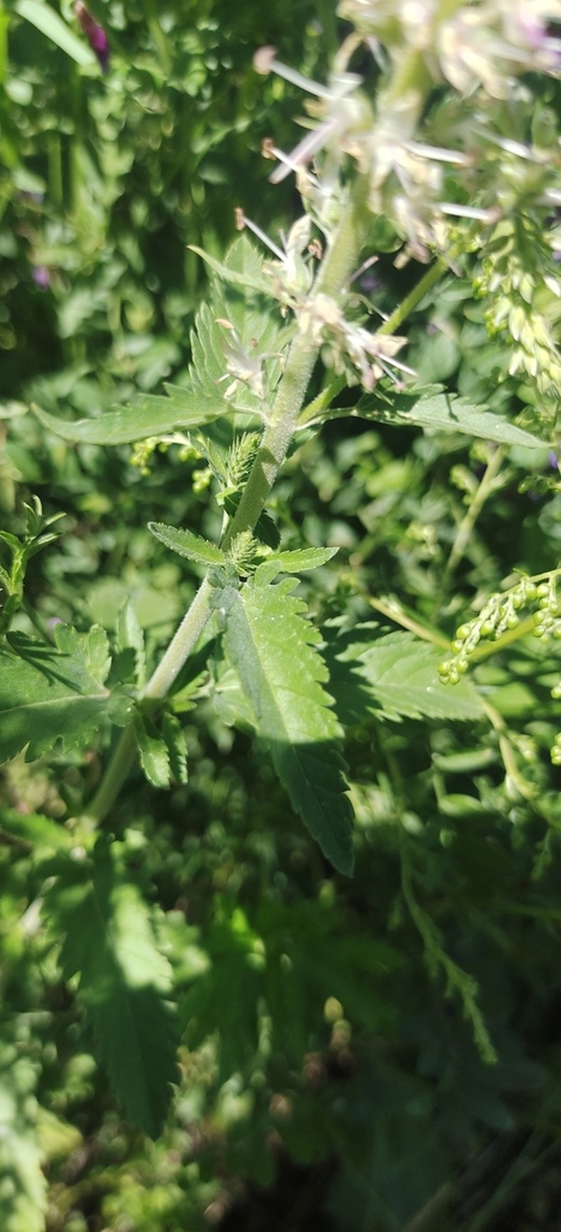 Heartleaf Speedwell photo 2
