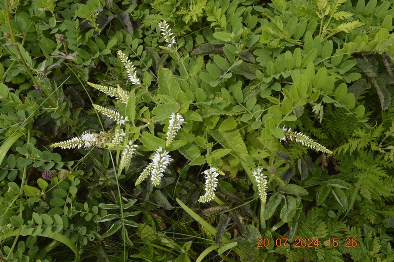 Heartleaf Speedwell photo 3