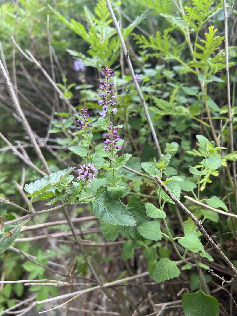 Heartleaf Speedwell photo 4