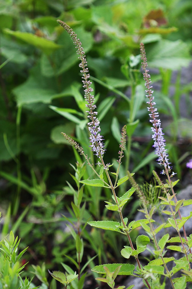 Heartleaf Speedwell photo 5