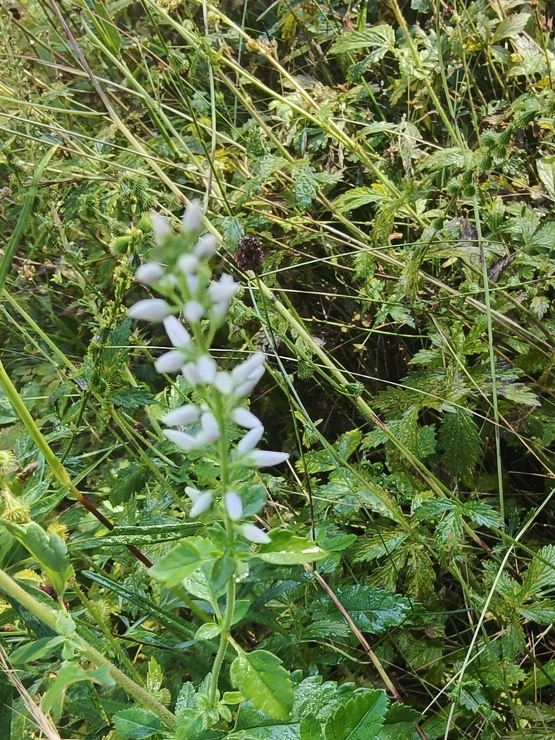 Heartleaf Speedwell photo 6