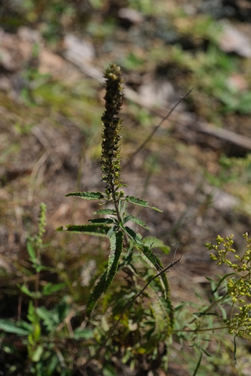 Heartleaf Speedwell photo 7