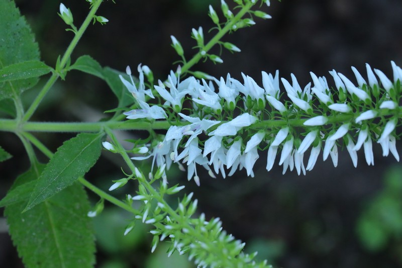 Heartleaf Speedwell photo 8