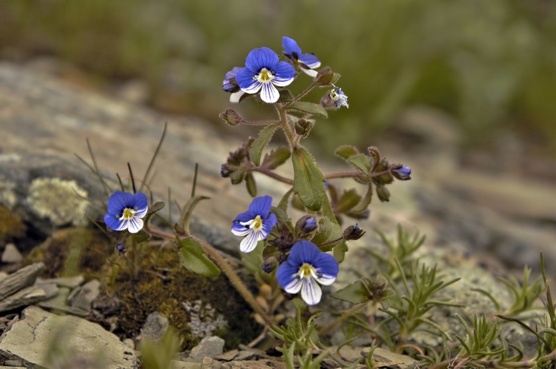 Veronica debilis