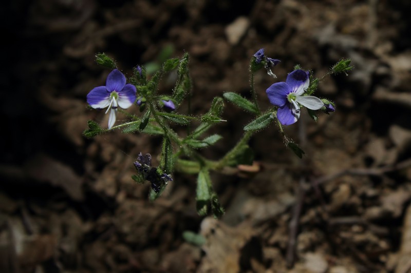 Veronica debilis photo 2