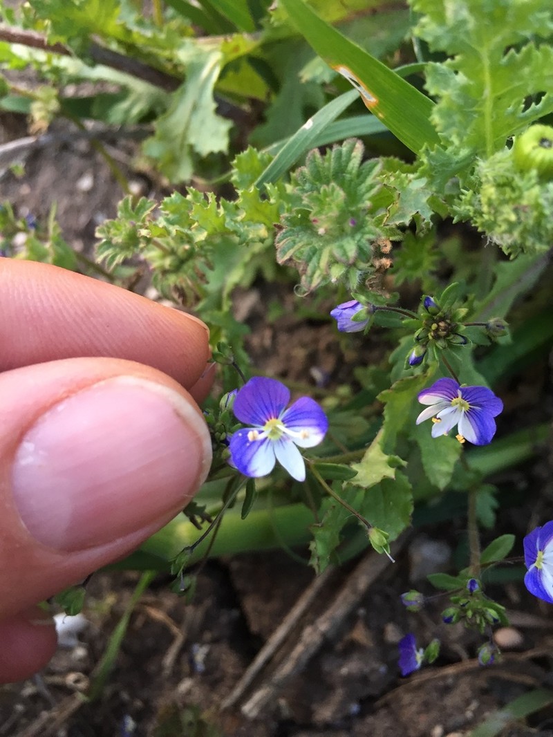 Veronica debilis photo 3