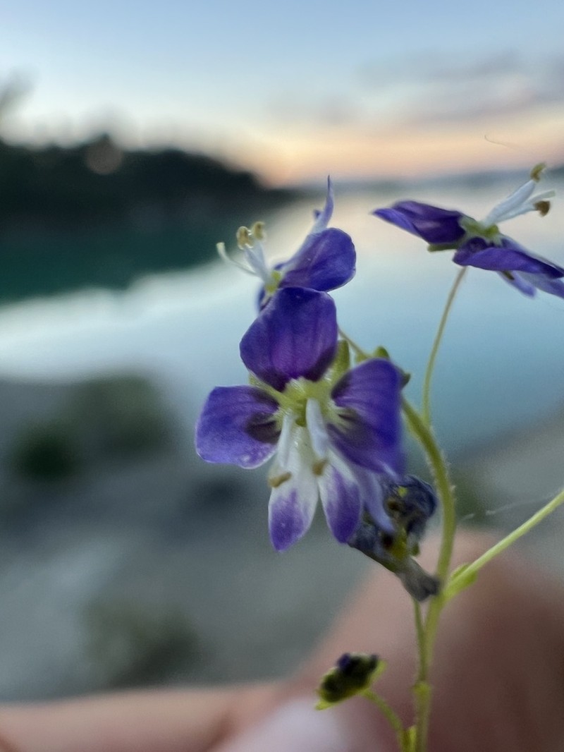 Veronica debilis photo 4