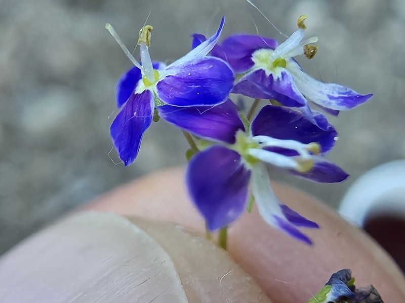 Veronica debilis photo 5