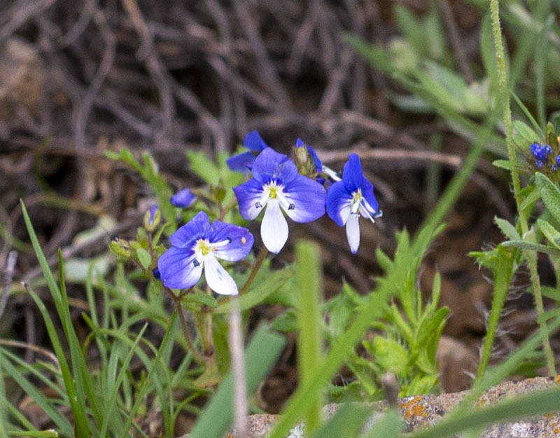 Veronica debilis photo 8