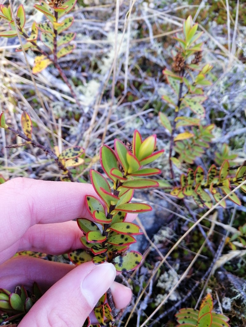 Veronica decumbens photo 2