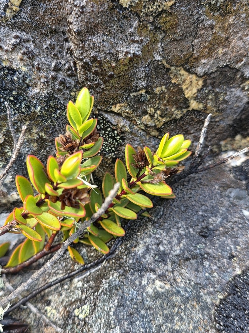 Veronica decumbens photo 3