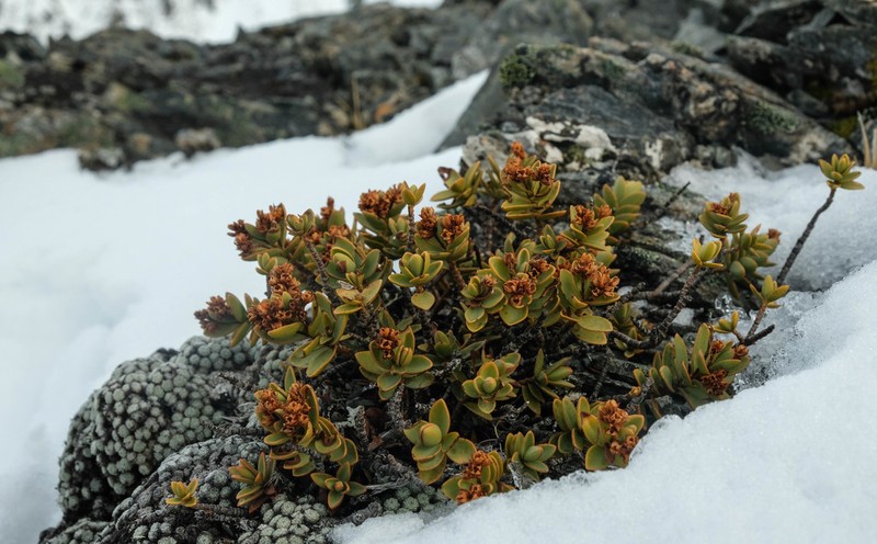 Veronica decumbens photo 4