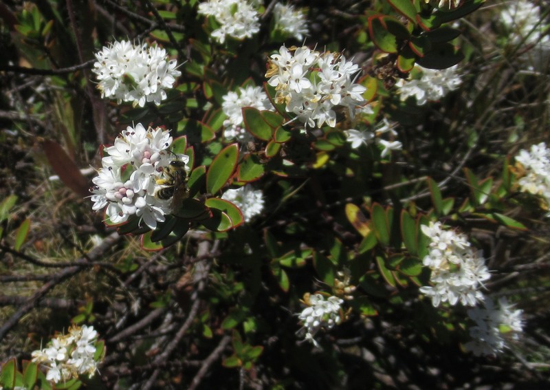 Veronica decumbens photo 5