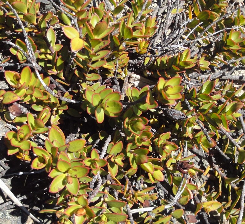 Veronica decumbens photo 6