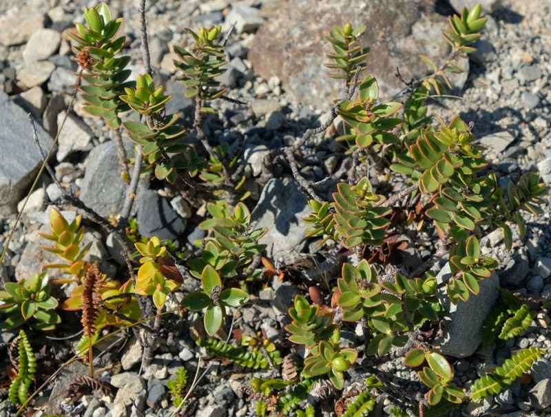 Veronica decumbens photo 7