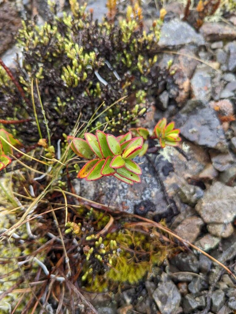 Veronica decumbens photo 8