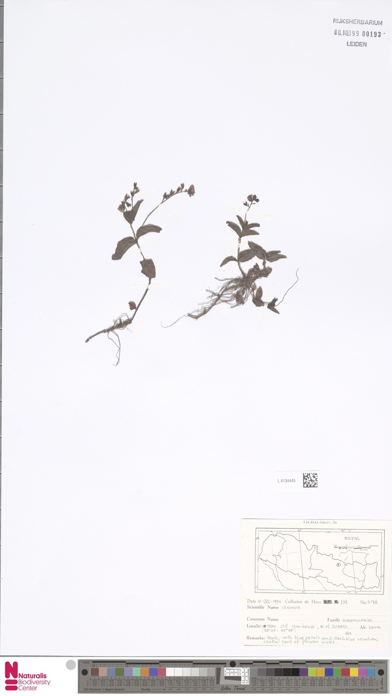 Veronica deltigera