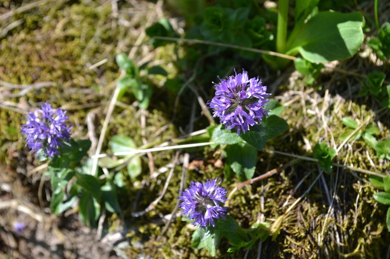 Veronica densiflora