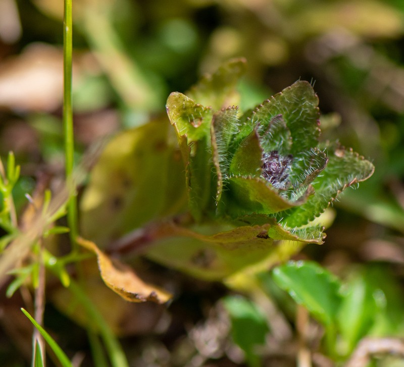 Veronica densiflora photo 2