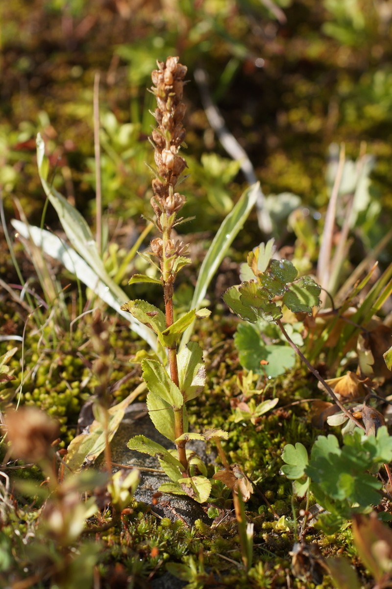 Veronica densiflora photo 3