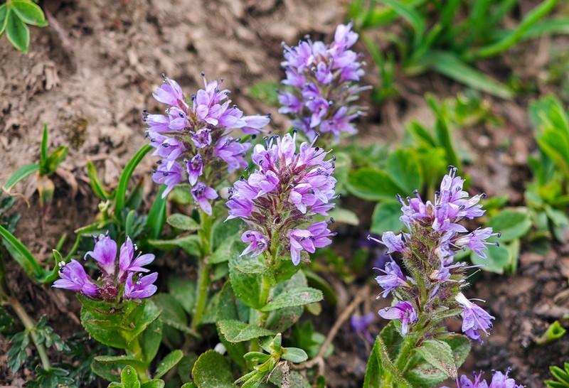 Veronica densiflora photo 4