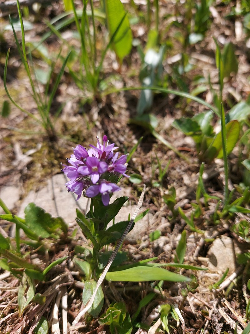 Veronica densiflora photo 5