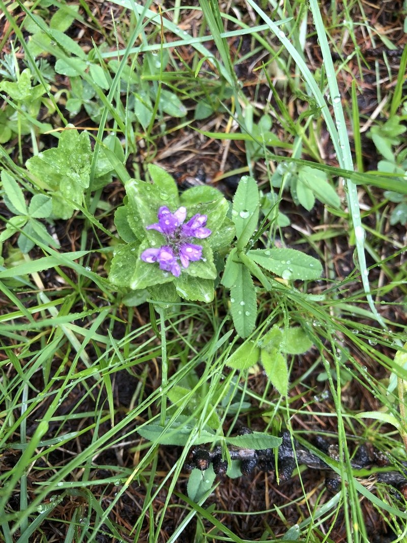 Veronica densiflora photo 6