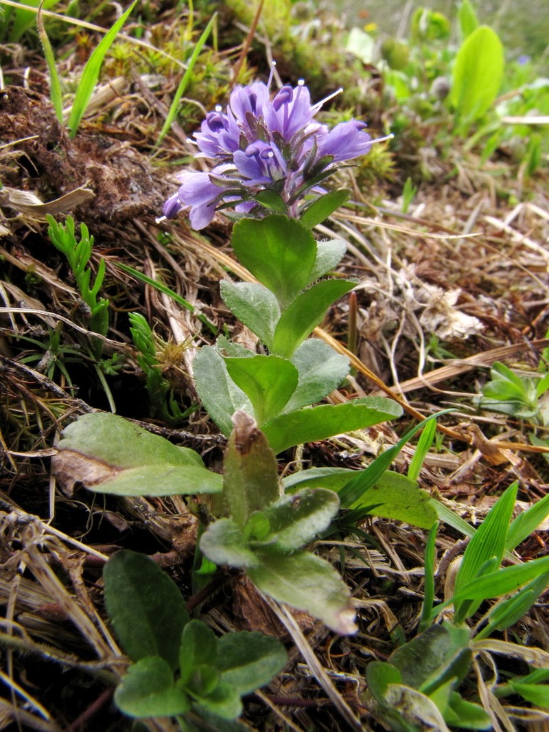 Veronica densiflora photo 8