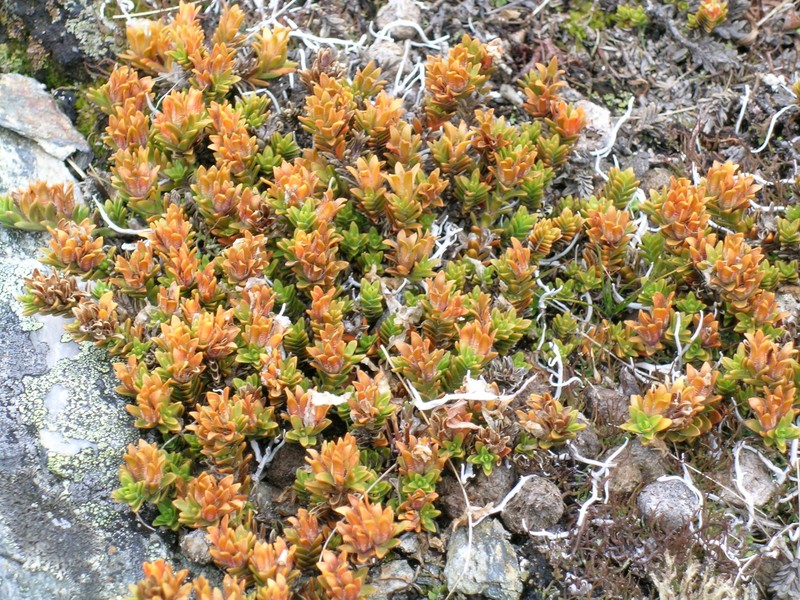 Veronica densifolia