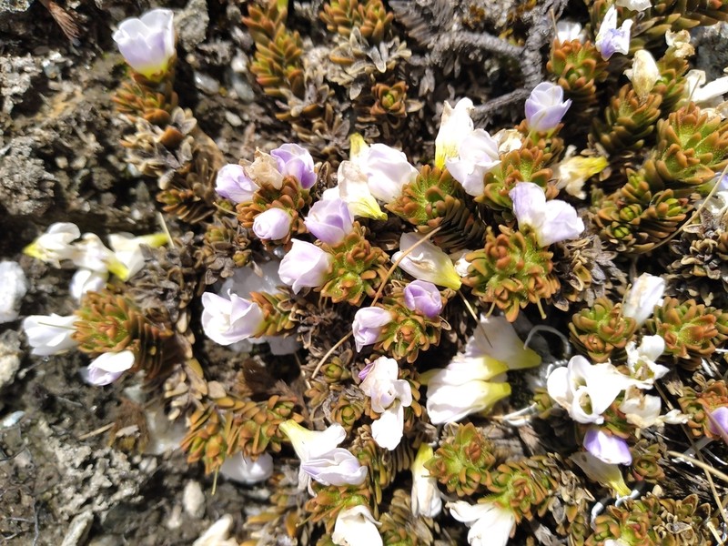 Veronica densifolia photo 2