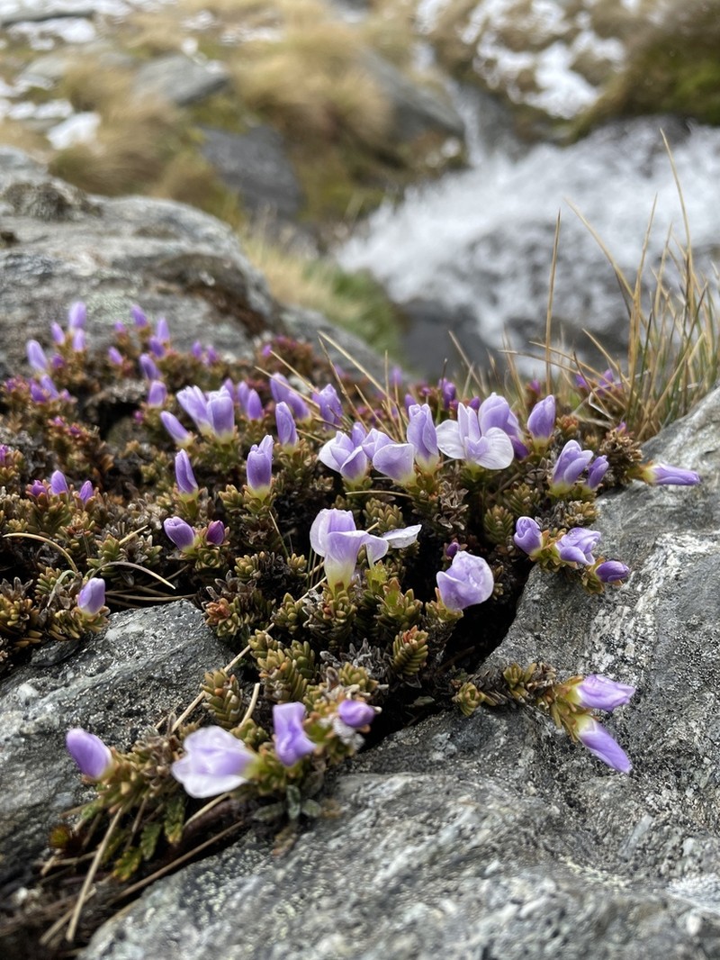 Veronica densifolia photo 3