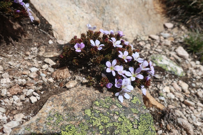 Veronica densifolia photo 4