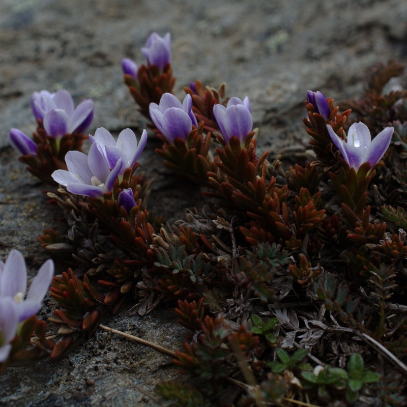 Veronica densifolia photo 6