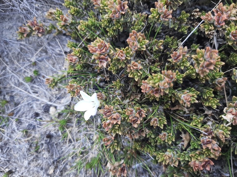 Veronica densifolia photo 7