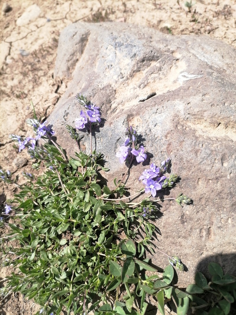 Veronica denudata