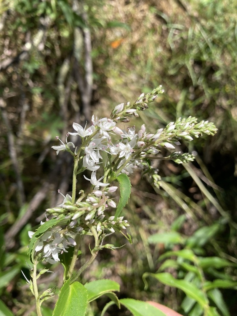 Veronica derwentiana photo 6