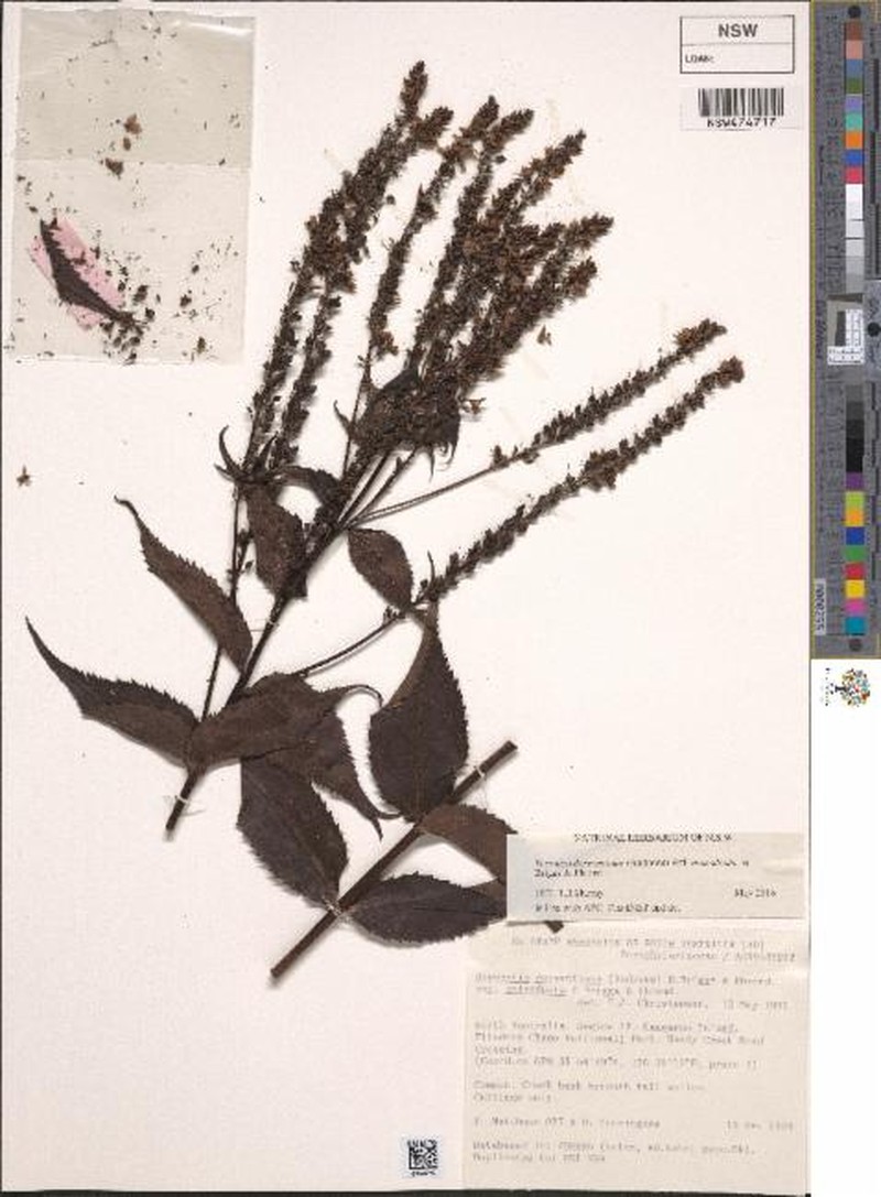 Veronica derwentiana subsp. anisodonta photo 3