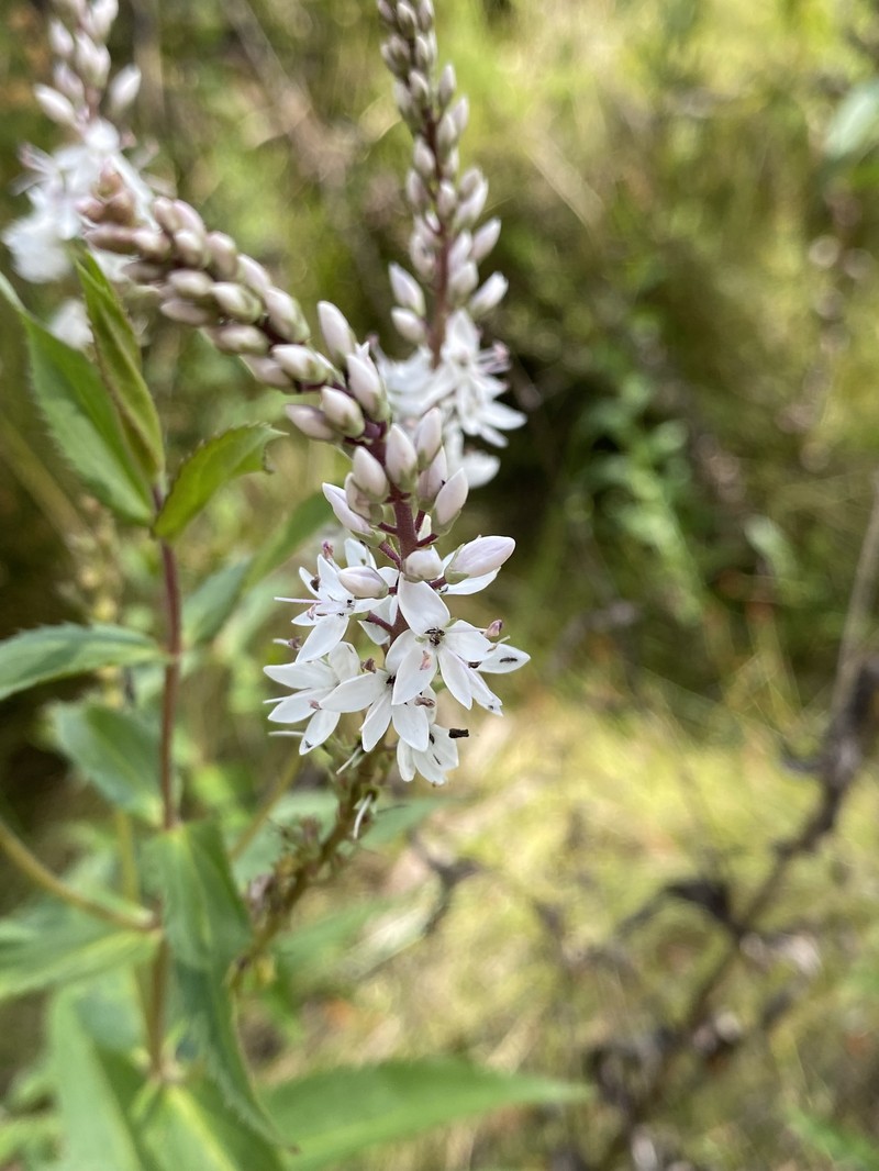 Veronica derwentiana subsp. derwentiana