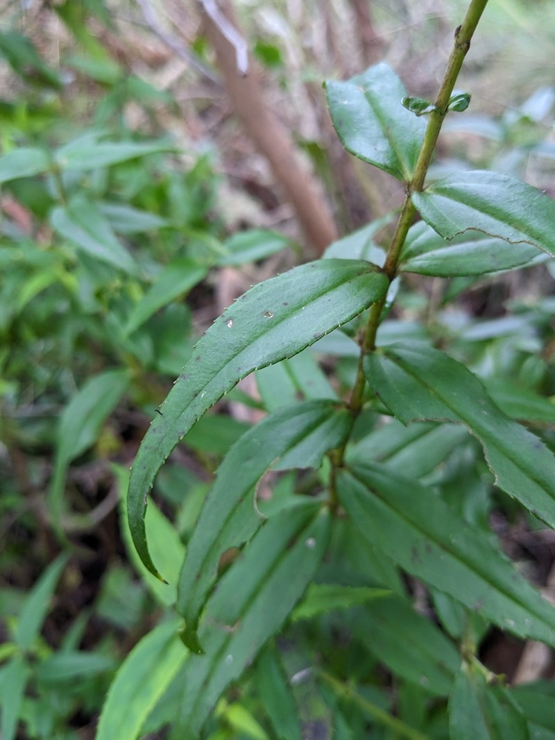 Veronica derwentiana subsp. derwentiana photo 2